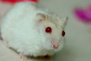 Czerwone oczy w chomiku - co się bać?